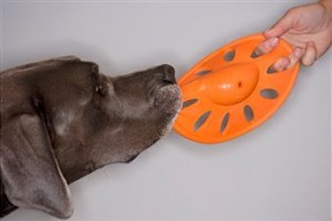 frisbee-with-dog
